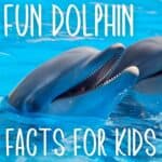 10 Dolphin Facts for Kids + Free Printable Trivia Activity