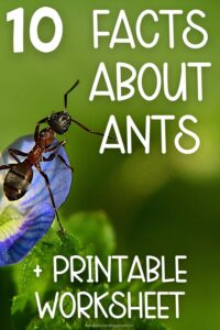 10 Fun Ant Facts for Kids Worksheet &amp; Printable Fact Sheet