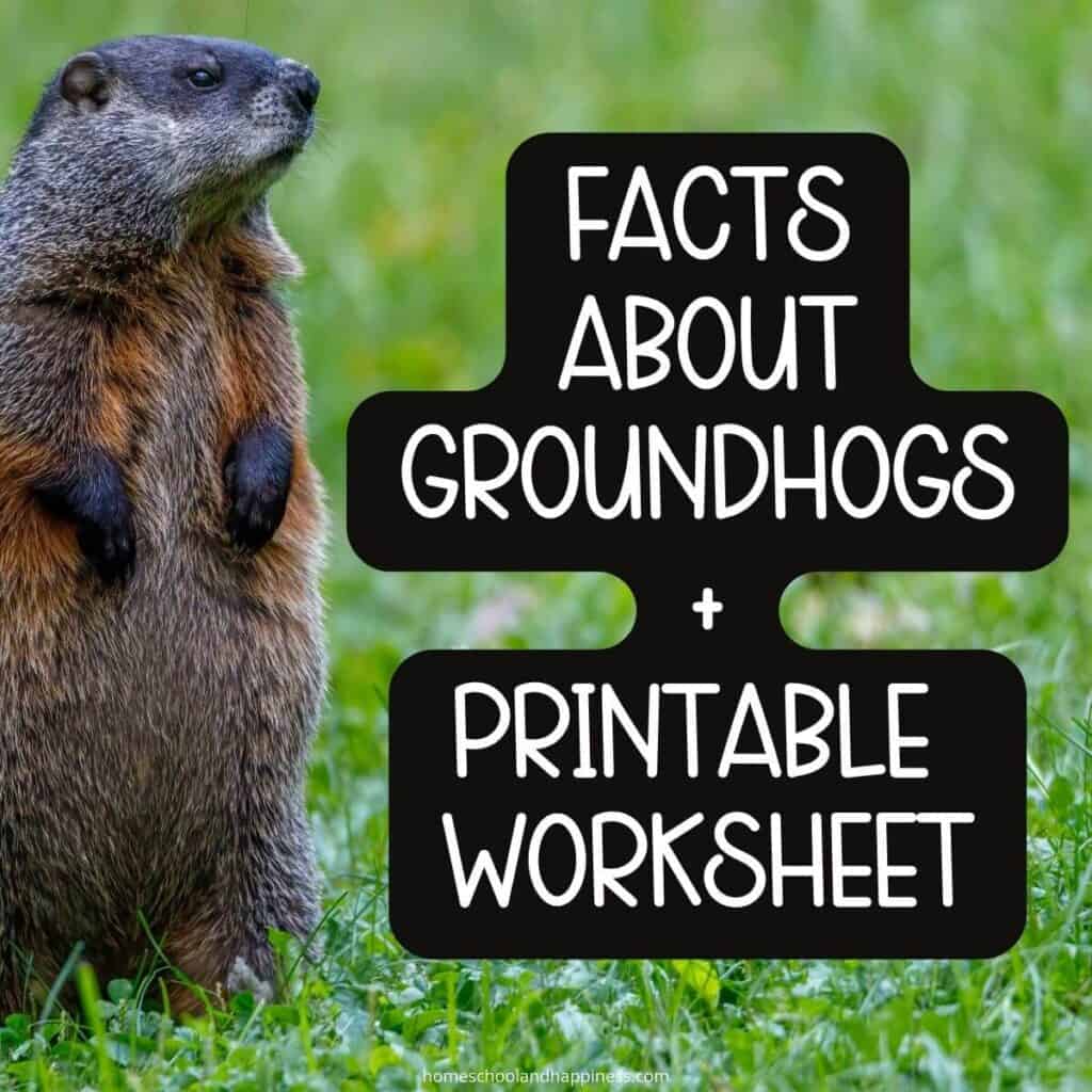 4 Amazing Facts About Groundhogs for Kids + Worksheet