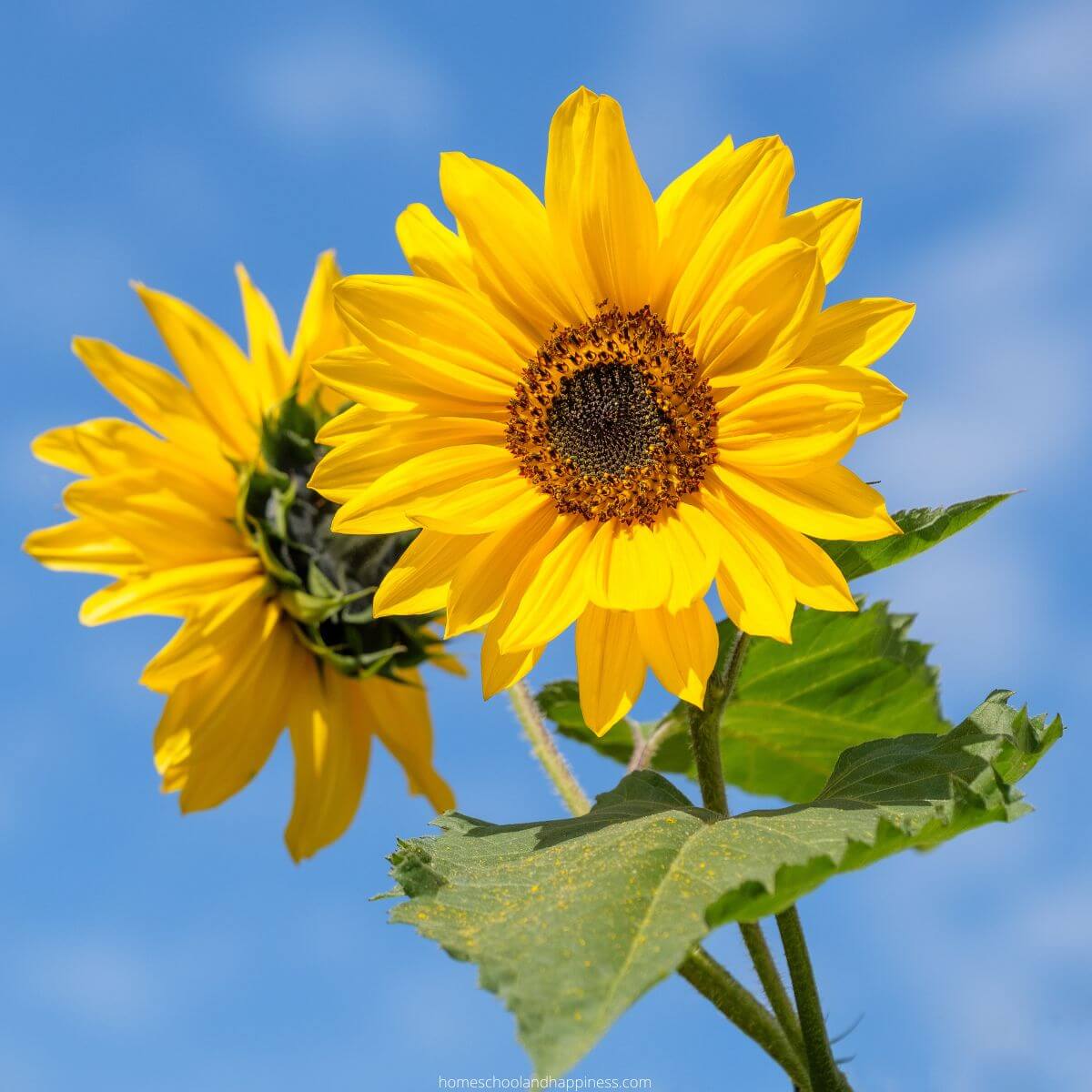 13 Fun and Interesting Facts About Sunflower Plants